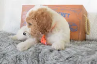 Green, a male Miniature Goldendoodle for sale in Coleman, TX – 6 of 6