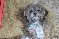 Teacup -McLaren, a male Maltipoo for sale in Coleman, TX – 1 of 7