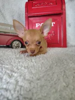 Pink, a male Chihuahua for sale in Coleman, TX – 4 of 6