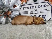 Orange, a male Cavalier King Charles Spaniel for sale in Coleman, TX – 4 of 6