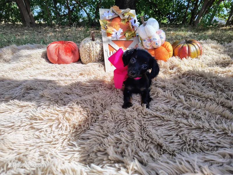 Long Hair- Nutella – Miniature Dachshund puppy for sale in Coleman, TX