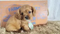 Blue, a male Cavalier King Charles Spaniel for sale in Coleman, TX – 2 of 4