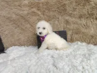 Purple, a female Goldendoodle for sale in Coleman, TX – 5 of 5