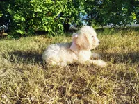 Purple-Standard, a female Goldendoodle for sale in Weatherford, TX – 4 of 5