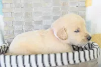 Light Pink, a female Golden Retriever for sale in Weatherford, TX – 3 of 3