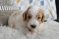 Green, a male Goldendoodle for sale in Coleman, TX – 3 of 5