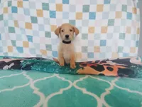 Donut, a male Golden Retriever for sale in Coleman, TX – 3 of 5