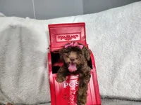 Neon pink- medium , a female Goldendoodle for sale in Coleman, TX – 4 of 7