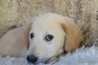Purple, a female Golden Retriever for sale in Coleman, TX – 6 of 10
