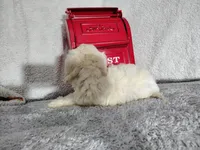 Baby blue-medium , a male Goldendoodle for sale in Coleman, TX – 3 of 6