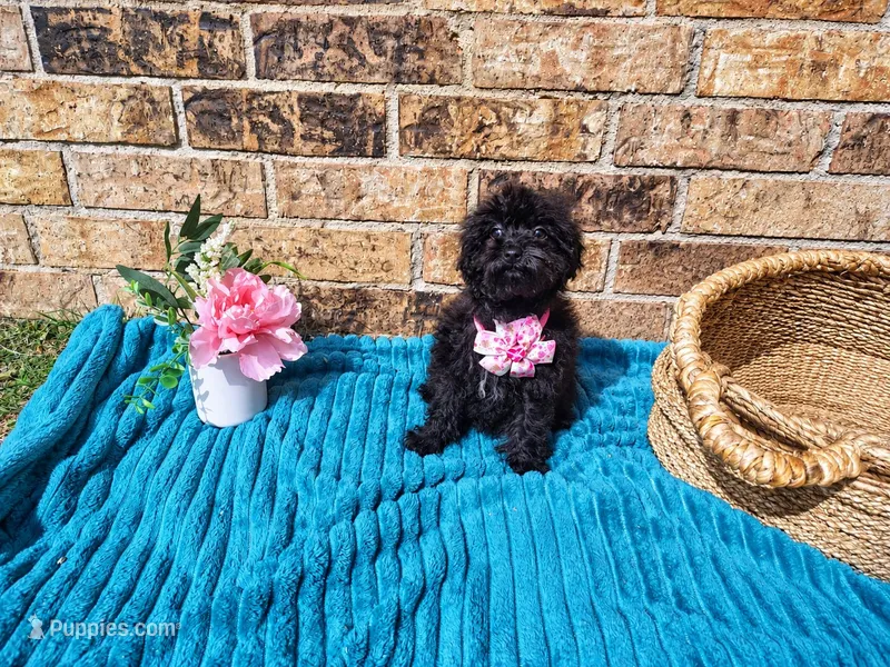 Magenta – Maltipoo puppy for sale in Coleman, TX