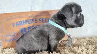 Weekend Sale!!!! Blue, a male French Bulldog for sale in Coleman, TX – 2 of 3