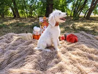 Purple-Standard, a female Goldendoodle for sale in Coleman, TX – 3 of 3