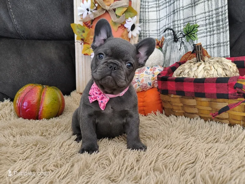 Opal-Weekend Sale – French Bulldog puppy for sale in Coleman, TX