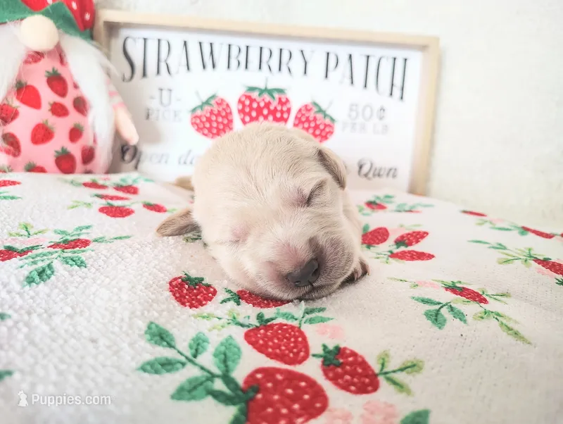 Light Pink – Golden Retriever puppy for sale in Coleman, TX
