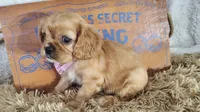 Pink, a female Cavalier King Charles Spaniel for sale in Coleman, TX – 4 of 4