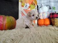 Tucker, a male Havapoo for sale in Coleman, TX – 4 of 4
