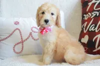 P- neon pink, a female Goldendoodle for sale in Coleman, TX – Photo 5 of 5