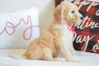 P- neon pink, a female Goldendoodle for sale in Coleman, TX – Photo 2 of 5