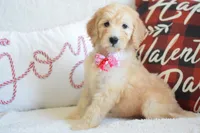 P- neon pink, a female Goldendoodle for sale in Coleman, TX – Photo 1 of 5