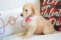 P- neon pink, a female Goldendoodle for sale in Coleman, TX – Photo 3 of 5