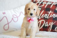 P- neon pink, a female Goldendoodle for sale in Coleman, TX – Photo 4 of 5