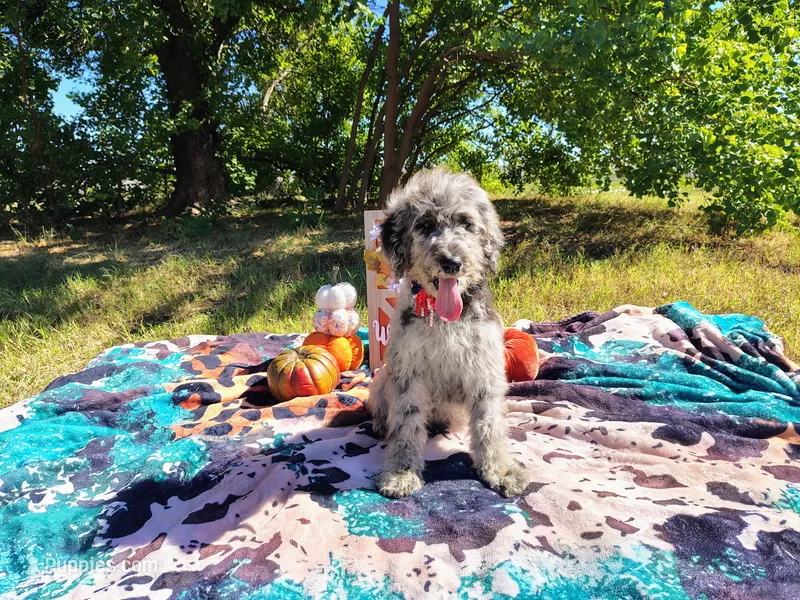 Orange -medium – Goldendoodle puppy for sale in Coleman, TX
