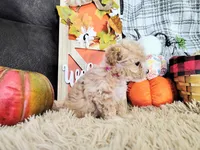Princess , a female Havapoo for sale in Coleman, TX – 3 of 4