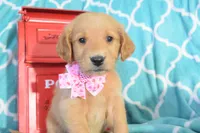 Light Pink, a female Golden Retriever for sale in Coleman, TX – 1 of 5