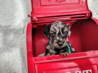 Long hair-Oreo, a male Miniature Dachshund for sale in Coleman, TX – 4 of 4