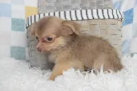 Hot cocoa , a male Chihuahua for sale in Weatherford, TX – 3 of 7