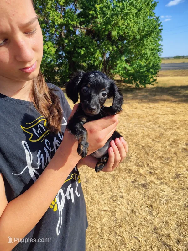 Long Hair- Nutella – Miniature Dachshund puppy for sale in Coleman, TX