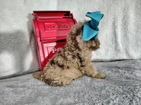 Blue-medium, a male Goldendoodle for sale in Coleman, TX – 4 of 6
