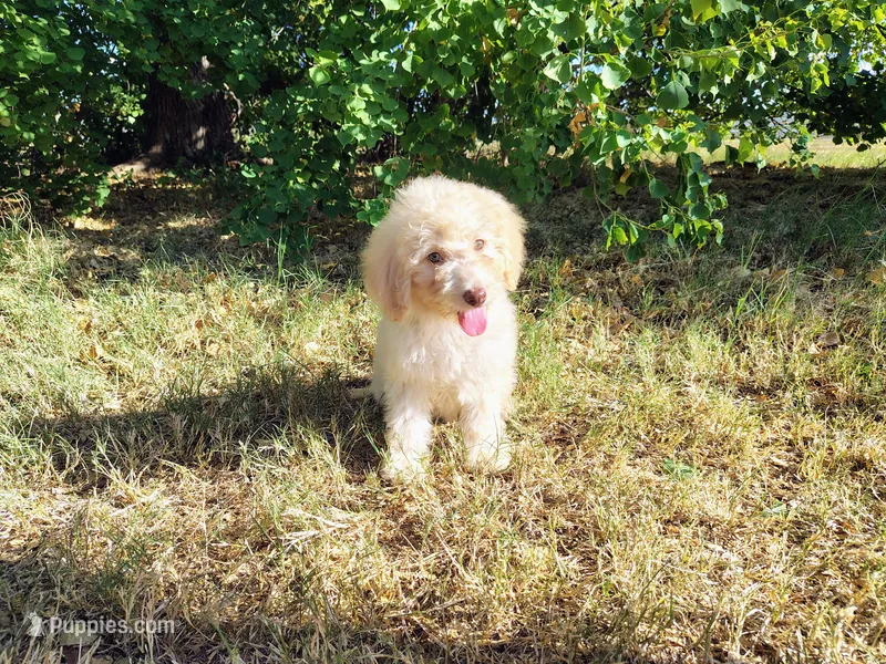 Light pink-medium – Goldendoodle puppy for sale in Coleman, TX