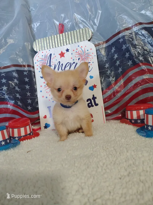 Dark blue – Chihuahua puppy for sale in Coleman, TX