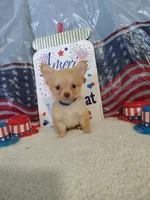 Dark blue, a male Chihuahua for sale in Coleman, TX – 1 of 9