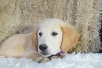 Purple, a female Golden Retriever for sale in Coleman, TX – 10 of 10