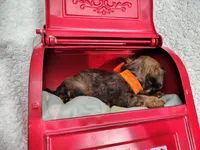 Long hair-Peanut Butter , a male Miniature Dachshund for sale in Coleman, TX – 5 of 5