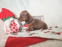 Jaguar , a female Miniature Dachshund for sale in Weatherford, TX – 4 of 4