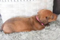 Jaguar , a female Miniature Dachshund for sale in Coleman, TX – Photo 4 of 8