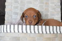 Jaguar , a female Miniature Dachshund for sale in Coleman, TX – Photo 7 of 8