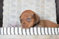 Jaguar , a female Miniature Dachshund for sale in Coleman, TX – Photo 6 of 8