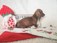 Jaguar , a female Miniature Dachshund for sale in Weatherford, TX – 3 of 4