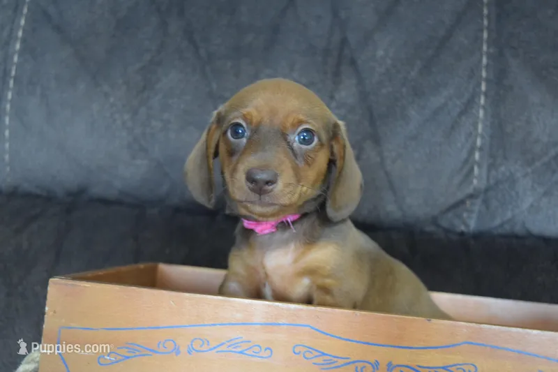 Jaguar  – Miniature Dachshund puppy for sale in Coleman, TX
