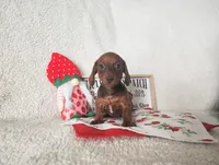 Jaguar , a female Miniature Dachshund for sale in Weatherford, TX – 2 of 4