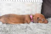 Jaguar , a female Miniature Dachshund for sale in Coleman, TX – Photo 3 of 8