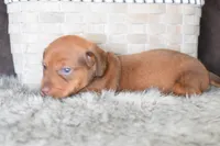 Jaguar , a female Miniature Dachshund for sale in Coleman, TX – Photo 2 of 8