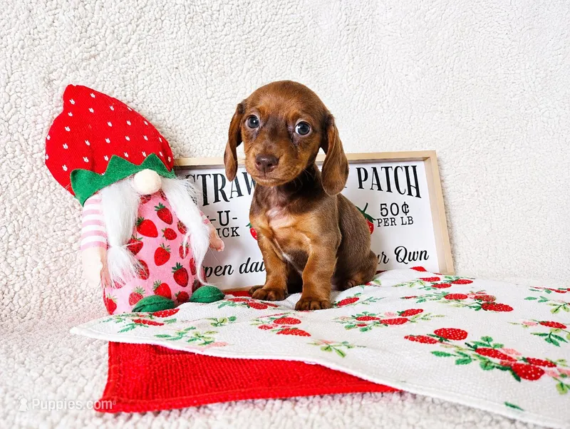 Jaguar  – Miniature Dachshund puppy for sale in Weatherford, TX
