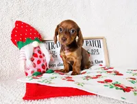 Jaguar , a female Miniature Dachshund for sale in Weatherford, TX – 1 of 4