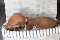 Jaguar , a female Miniature Dachshund for sale in Coleman, TX – Photo 8 of 8